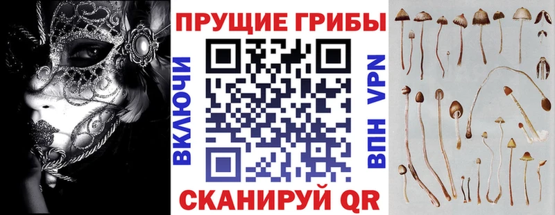 Псилоцибиновые грибы Psilocybine cubensis купить наркотики сайты Курчалой